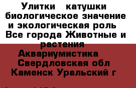 Улитки – катушки: биологическое значение и экологическая роль - Все города Животные и растения » Аквариумистика   . Свердловская обл.,Каменск-Уральский г.